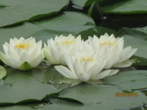 県立三ツ池公園
