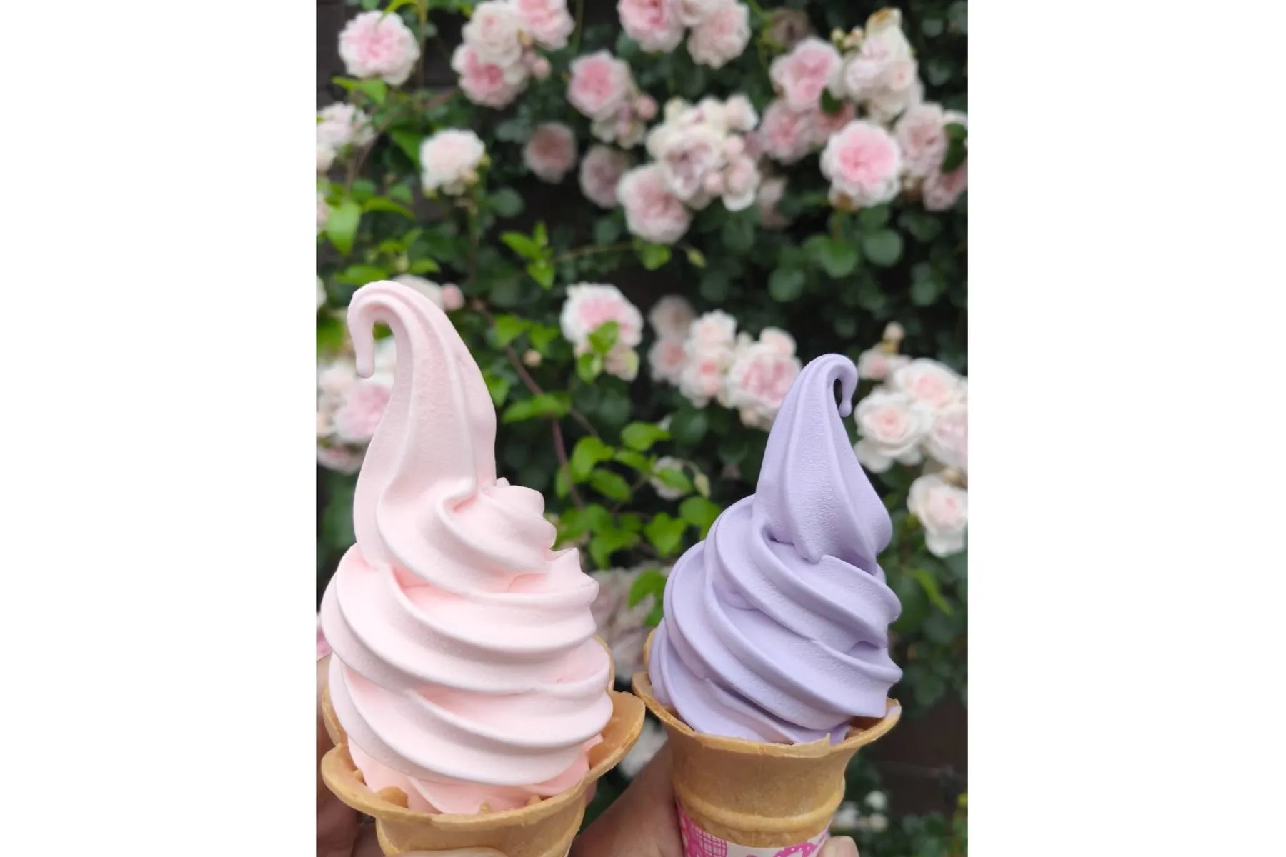佐倉ラベンダーランド_5