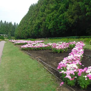 相模原公園