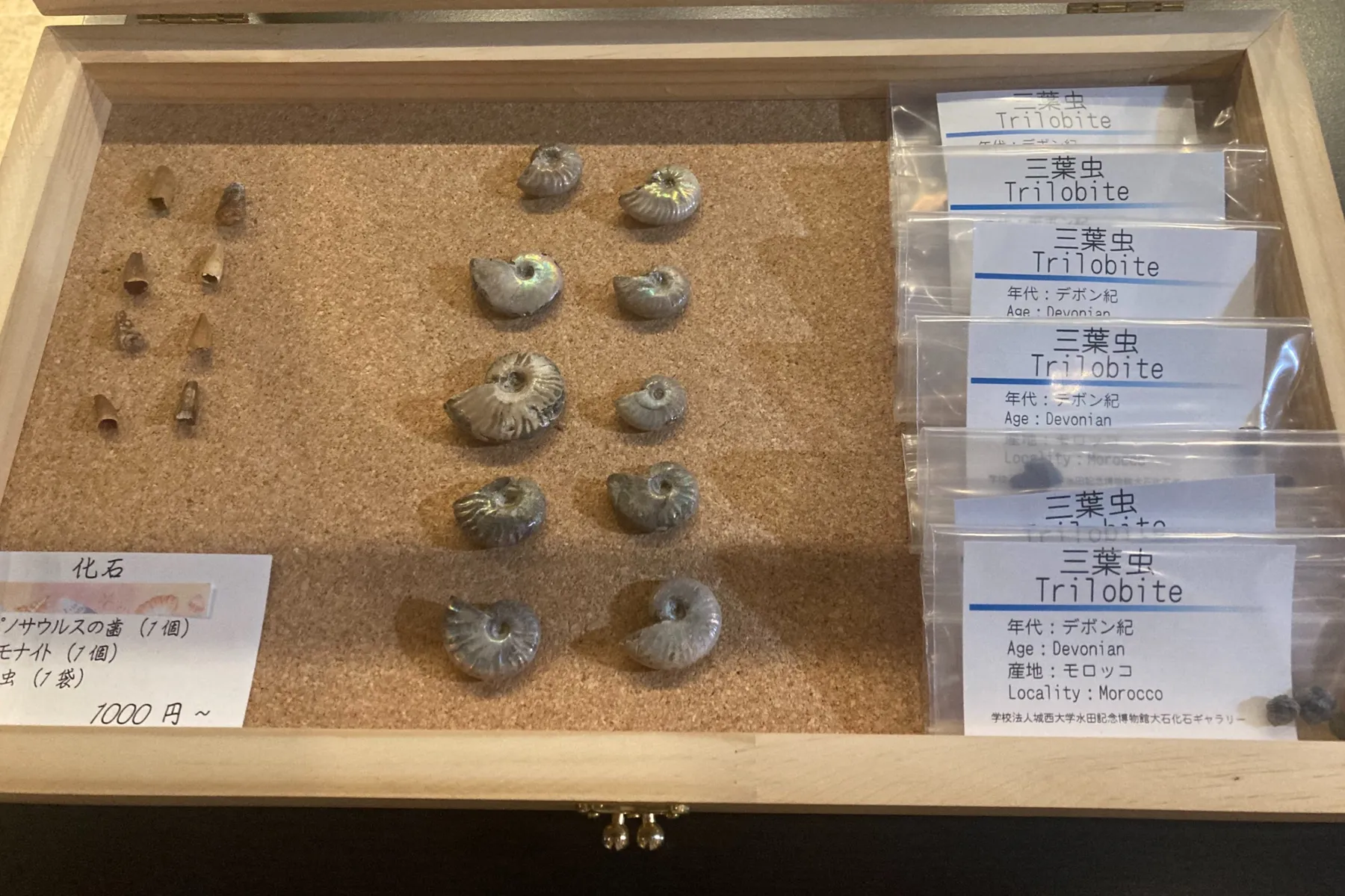 ▲本物の化石の販売例（学校法人城西大学水田記念博物館大石化石ギャラリー）