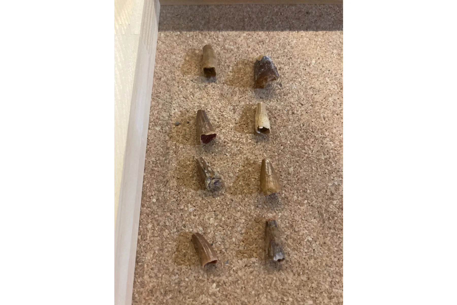 ▲本物の化石（スピノサウルス）の販売例（学校法人城西大学水田記念博物館大石化石ギャラリー）