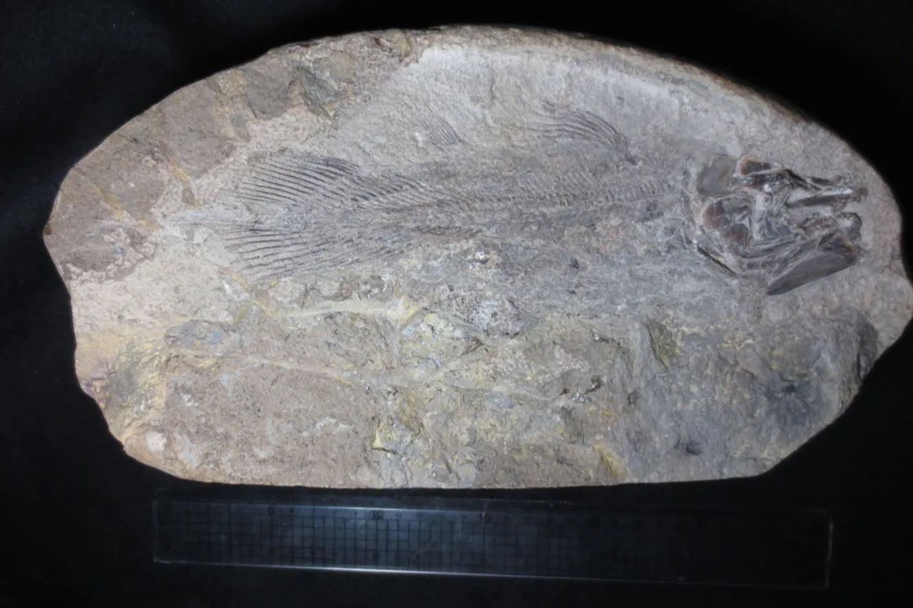 ▲絶滅したシーラカンスの仲間、ワイテイア オオイシイの化石（学校法人城西大学水田記念博物館大石化石ギャラリー）
