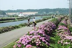 多古町あじさい公園