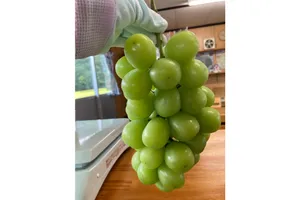 福田ぶどうマルシェ