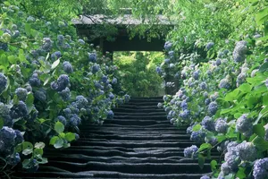 明月院(鎌倉市)
