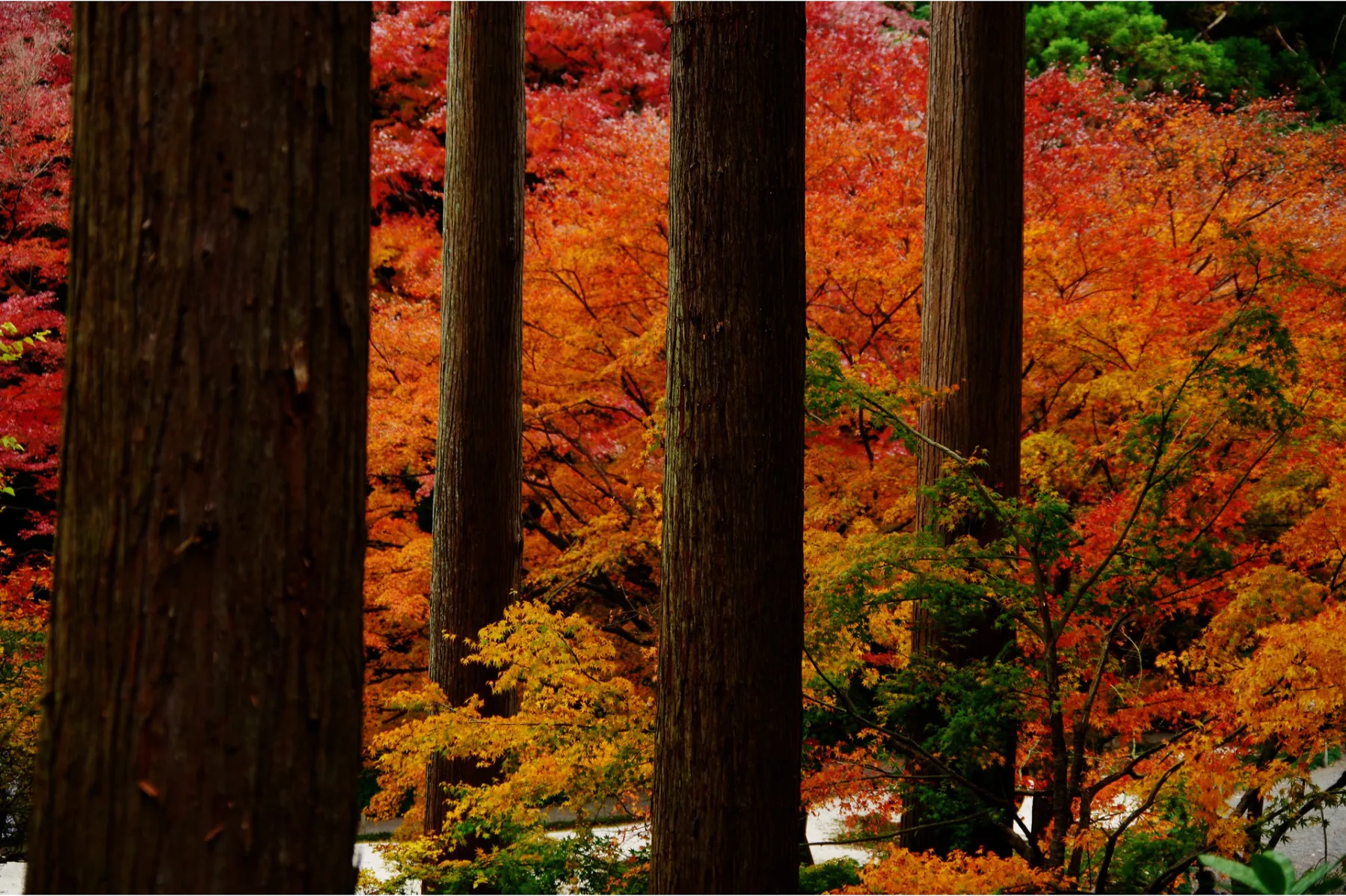 ▲明月院 紅葉（写真提供：鎌倉市観光協会）