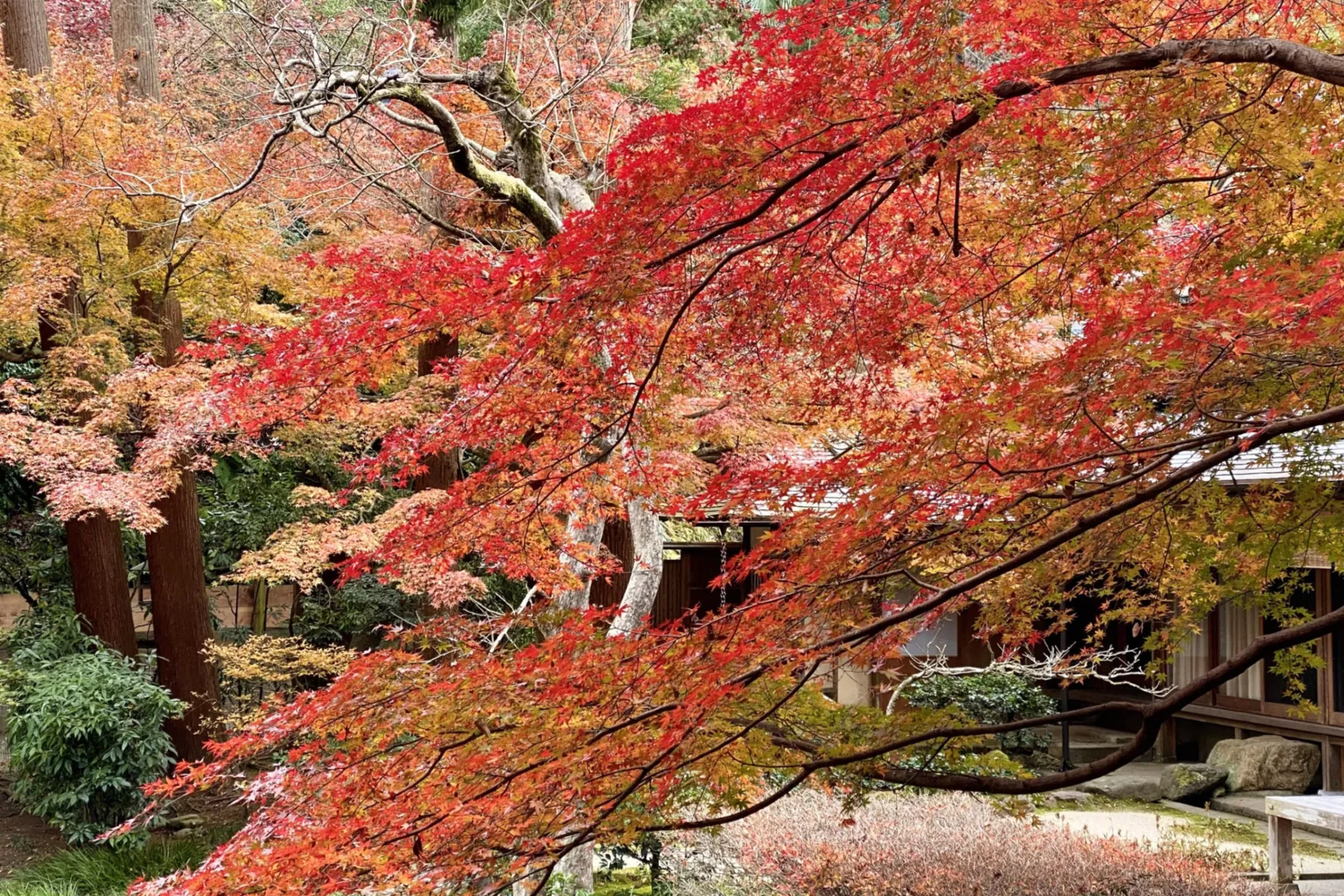 ▲明月院 紅葉（写真提供：鎌倉市観光協会）