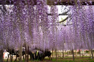 玉敷公園(加須市)