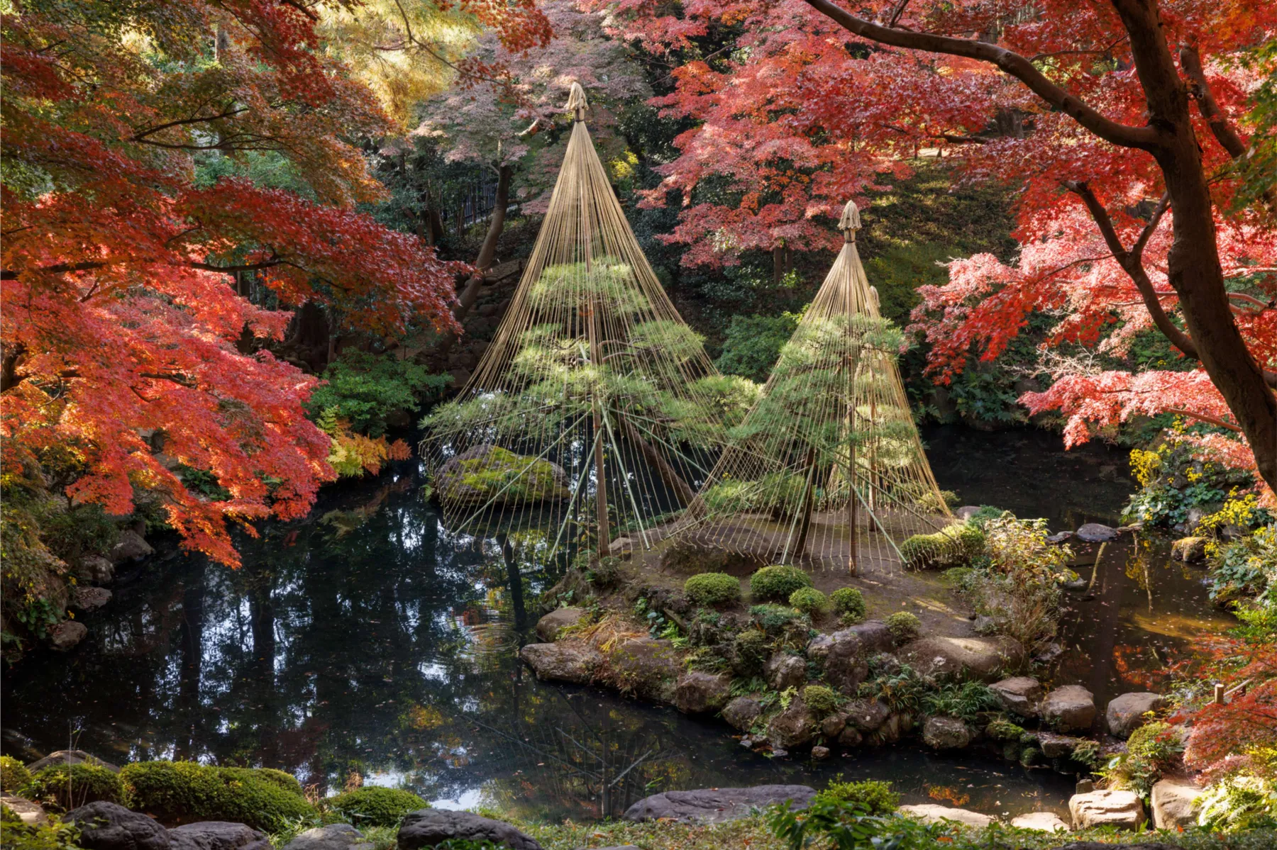 ▲殿ヶ谷戸庭園「次郎弁天池」と紅葉するイロハモミジ（画像提供：公益財団法人東京都公園協会）