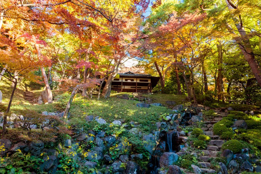 ▲殿ヶ谷戸庭園「紅葉亭」と紅葉するイロハモミジ（画像提供：公益財団法人東京都公園協会）