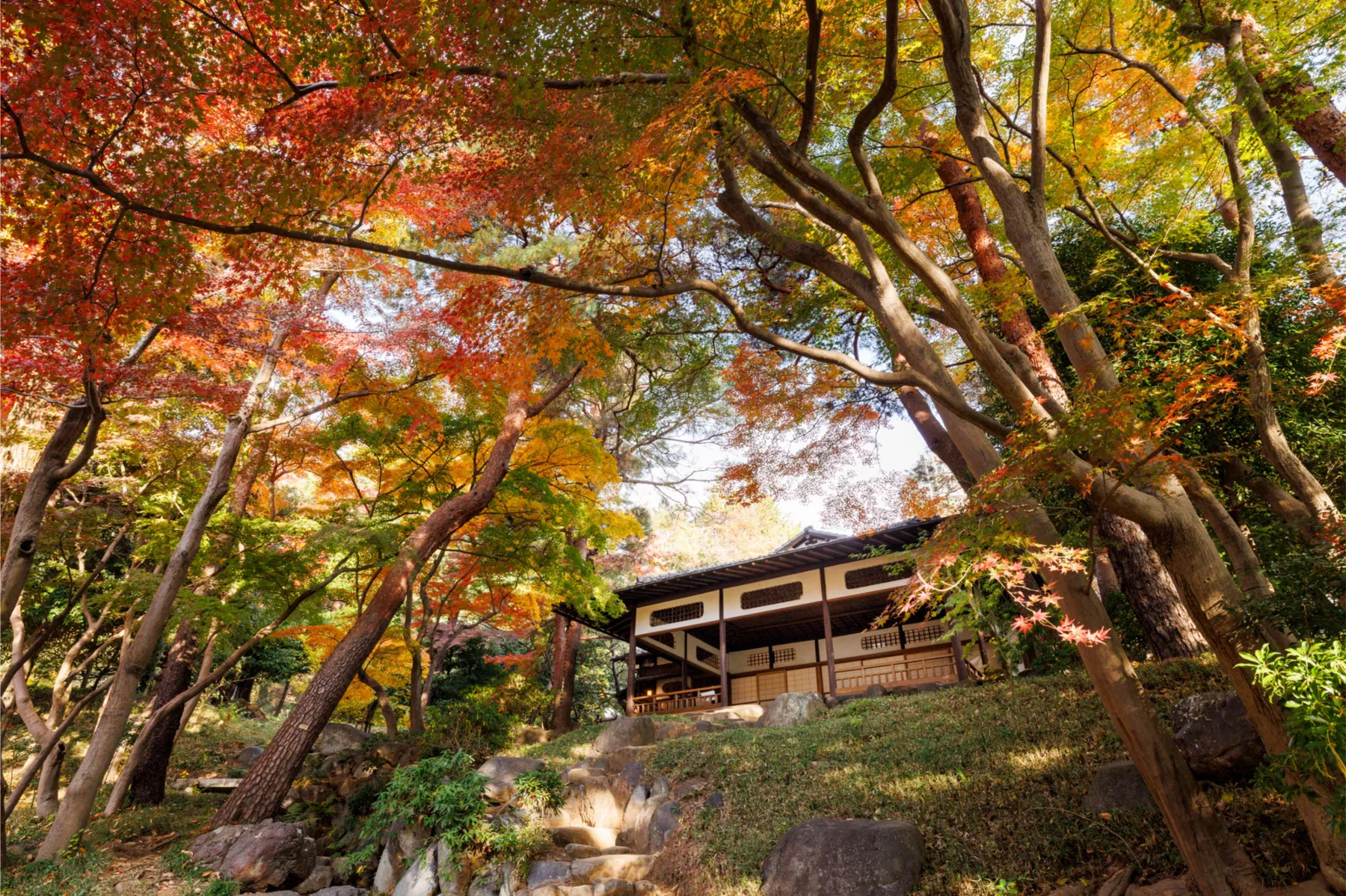 ▲殿ヶ谷戸庭園「紅葉亭」と紅葉するイロハモミジ（画像提供：公益財団法人東京都公園協会）