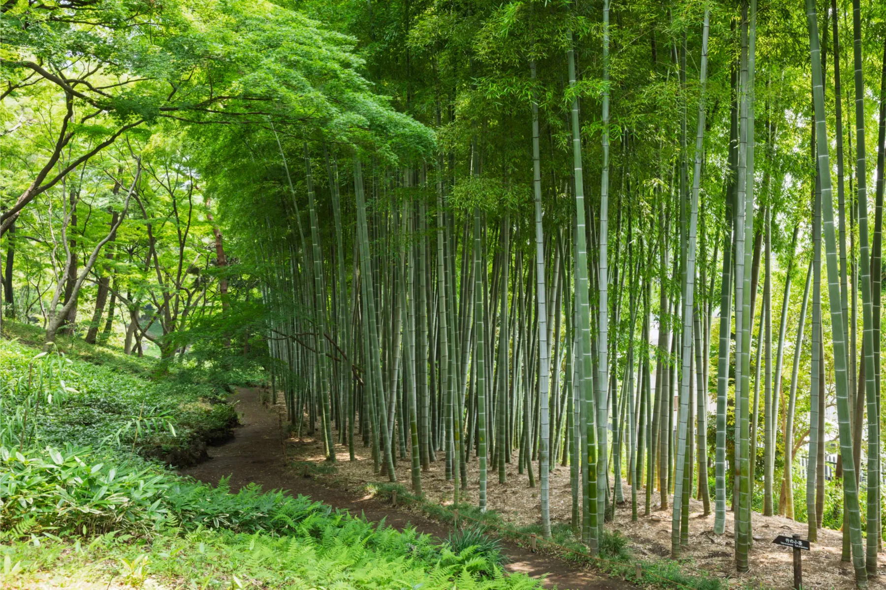 ▲殿ヶ谷戸庭園の竹林（画像提供：公益財団法人東京都公園協会）