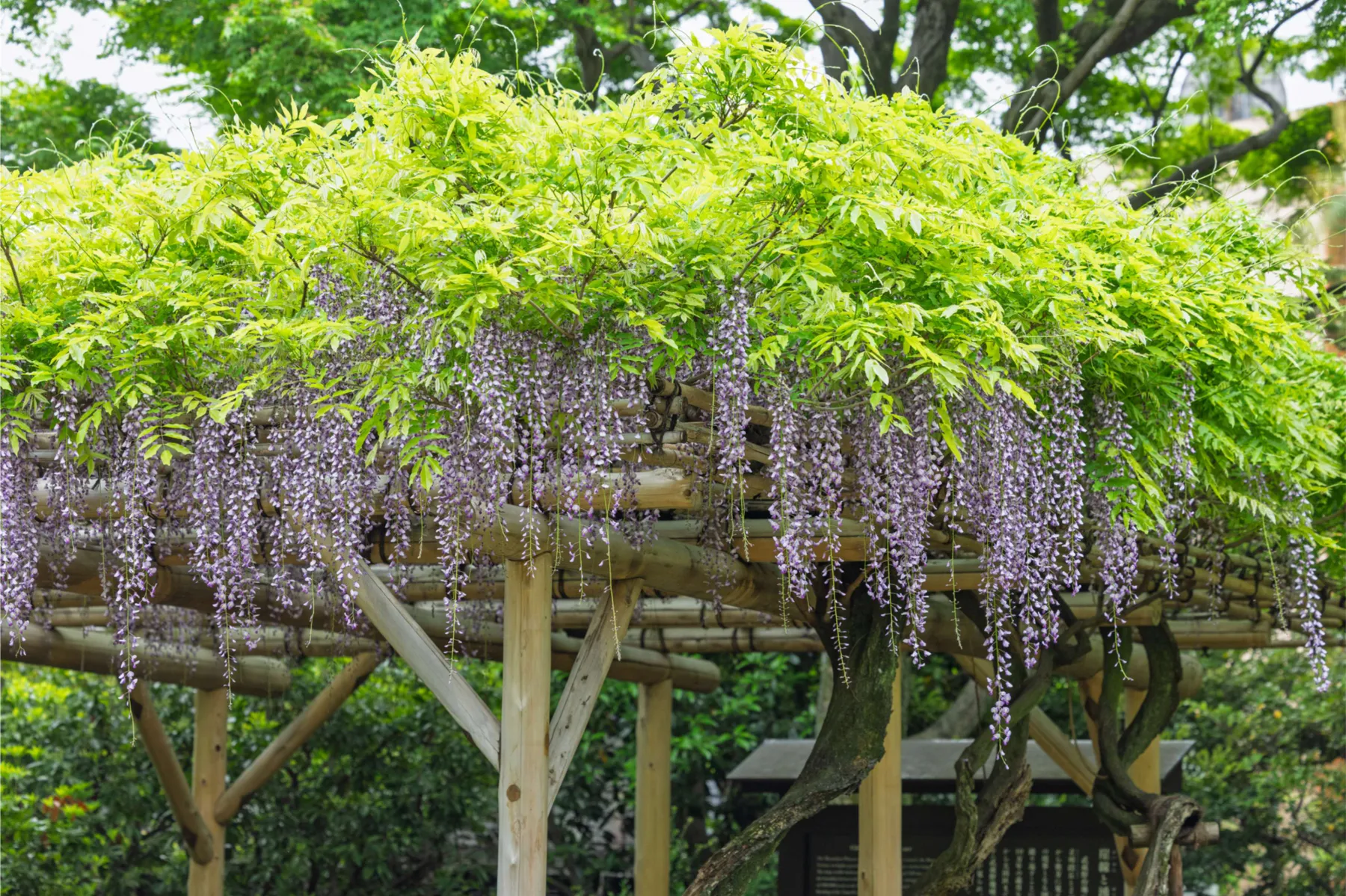 ▲殿ヶ谷戸庭園の藤棚（画像提供：公益財団法人東京都公園協会）