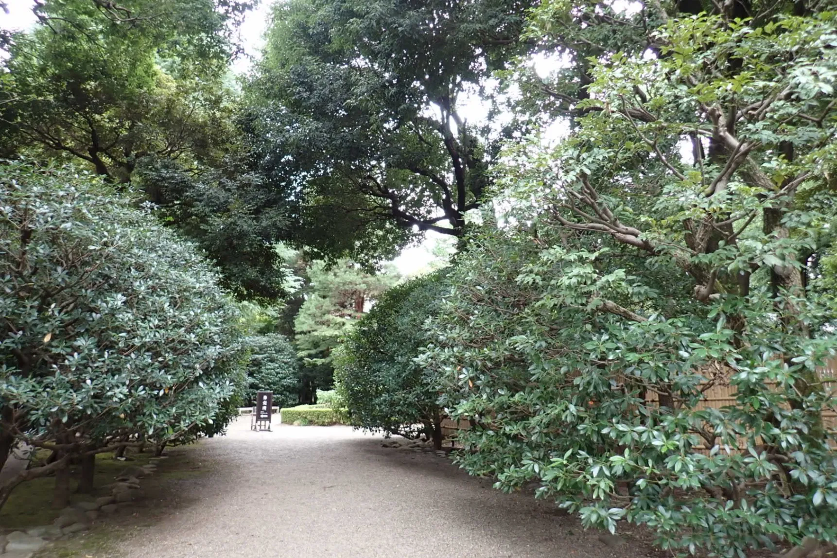 ▲殿ヶ谷戸庭園のモッコク（画像提供：公益財団法人東京都公園協会）
