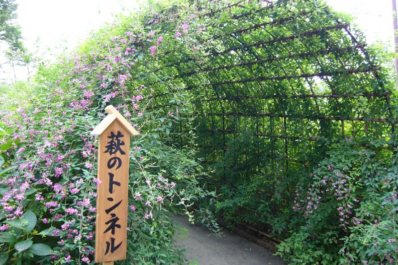 ▲ハギのトンネル