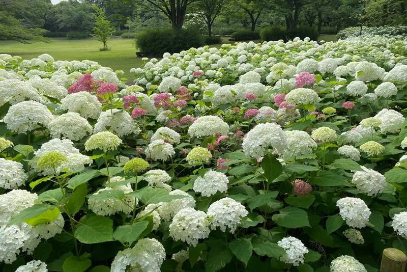 ▲アナベルの丘