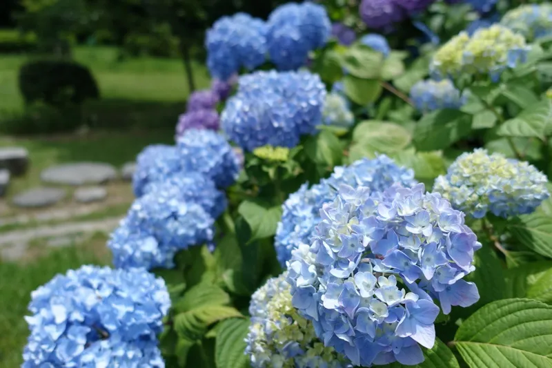 ▲花の広場