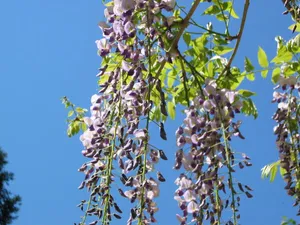 フェリシモの森(大久野のフジ)