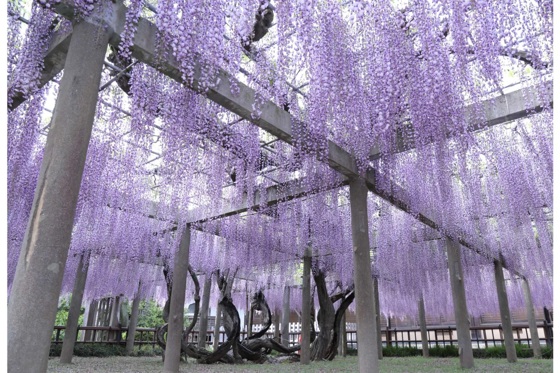妙福寺_4