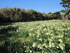 神奈川県立城ケ島公園