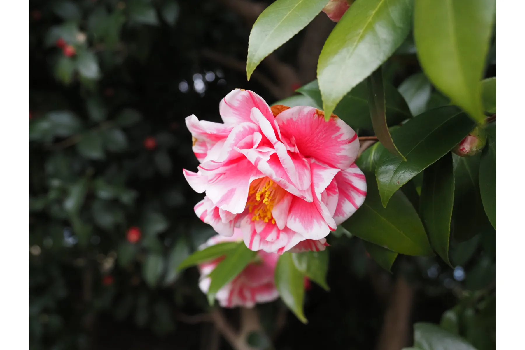 東京大学大学院理学系研究科附属植物園　小石川植物園_3