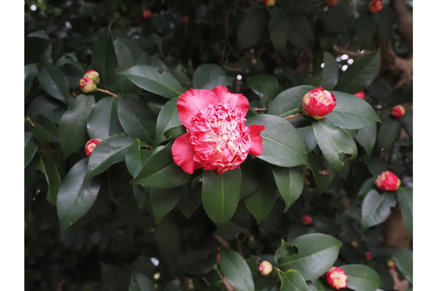 東京大学大学院理学系研究科附属植物園　小石川植物園_4