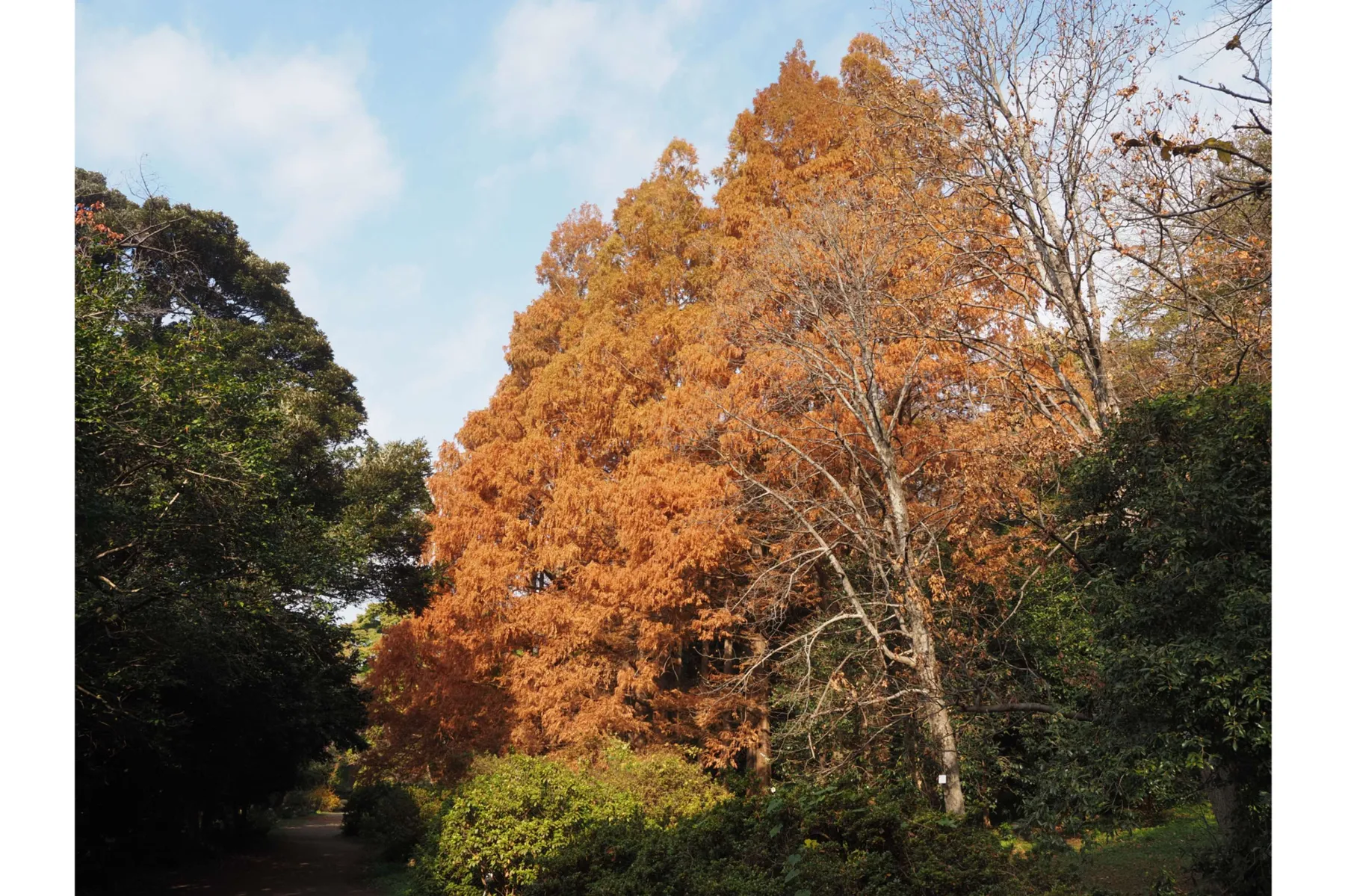東京大学大学院理学系研究科附属植物園　小石川植物園_5