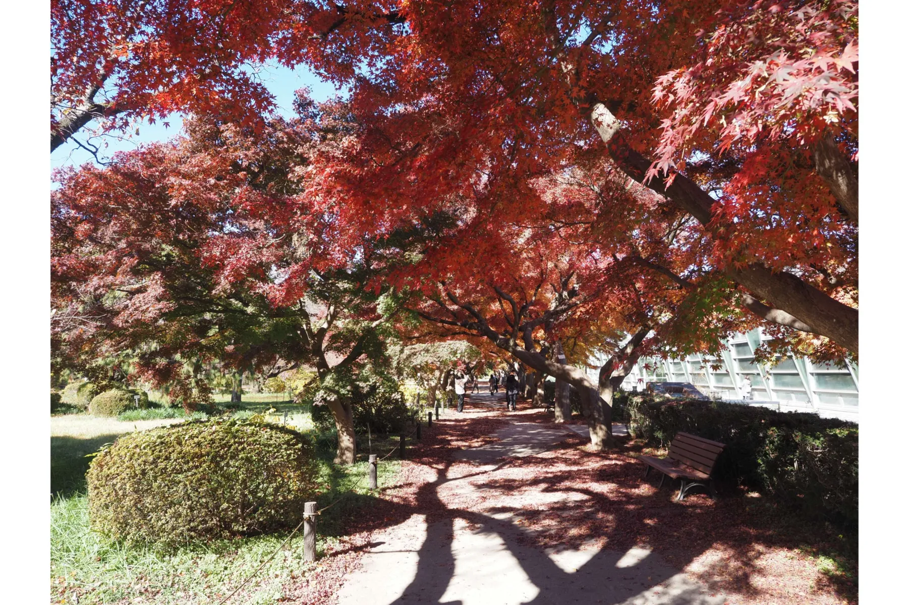 東京大学大学院理学系研究科附属植物園　小石川植物園_6