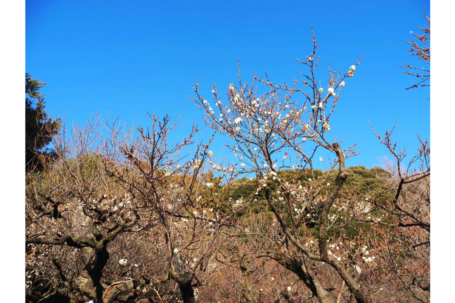東京大学大学院理学系研究科附属植物園　小石川植物園_7
