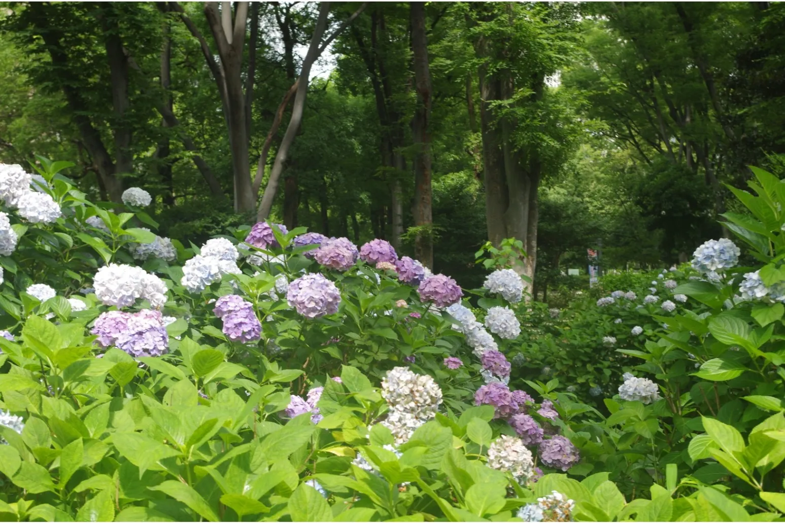 ▲新宿中央公園 アジサイ
