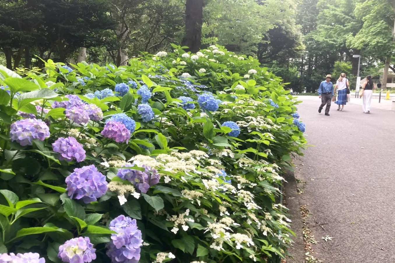 ▲新宿中央公園 アジサイ