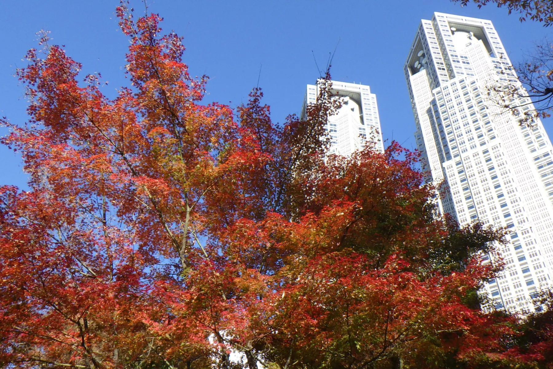 ▲新宿中央公園 イロハモミジの紅葉