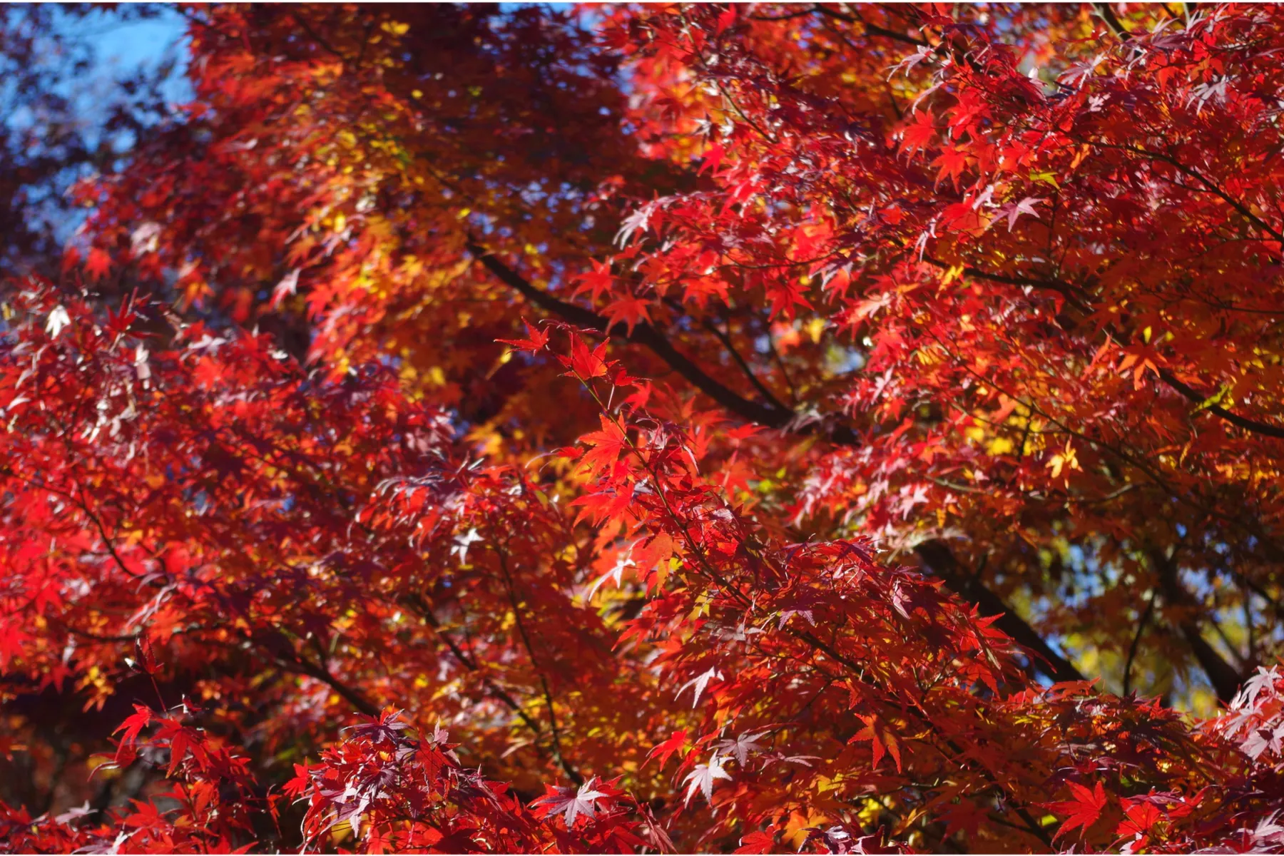 ▲新宿中央公園 イロハモミジの紅葉