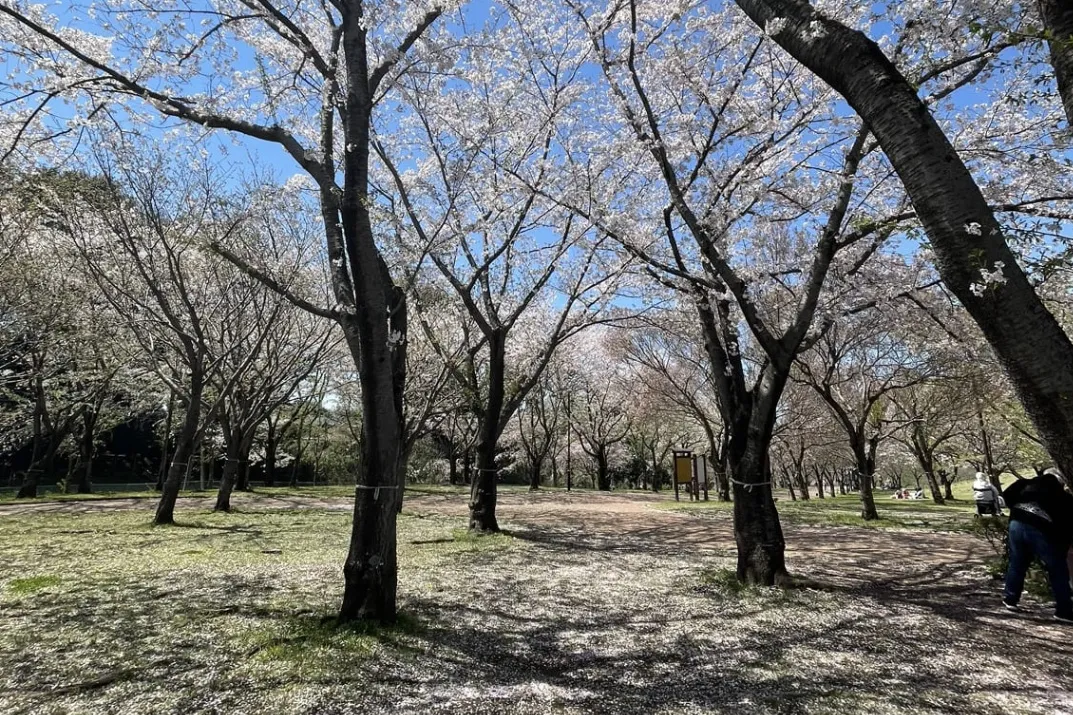 高尾さくら公園_2