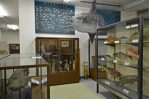 東京海洋大学　東京商船大学　東京水産大学　1996年版　赤本 東京海洋大学 (2026年版大学赤本シリーズ) | 教学社編集部 |本 | 通販
