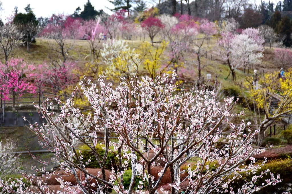 吉野梅郷 梅の公園_2