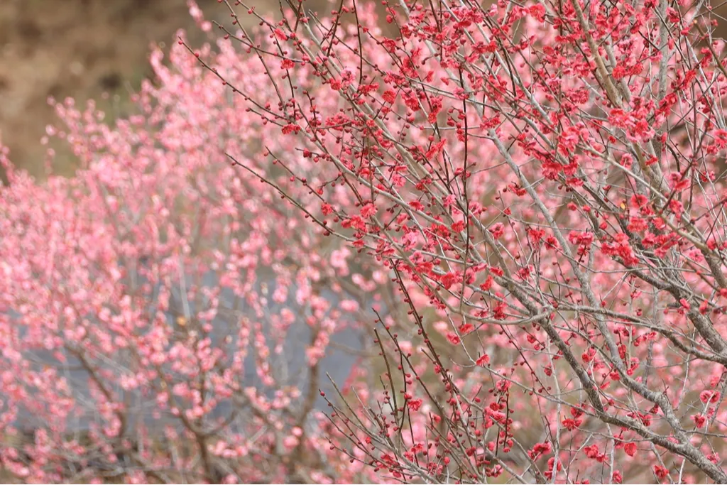 吉野梅郷 梅の公園_3