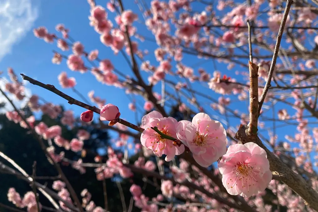吉野梅郷 梅の公園_6