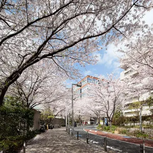 六本木さくら坂