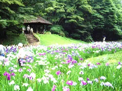 明治神宮御苑