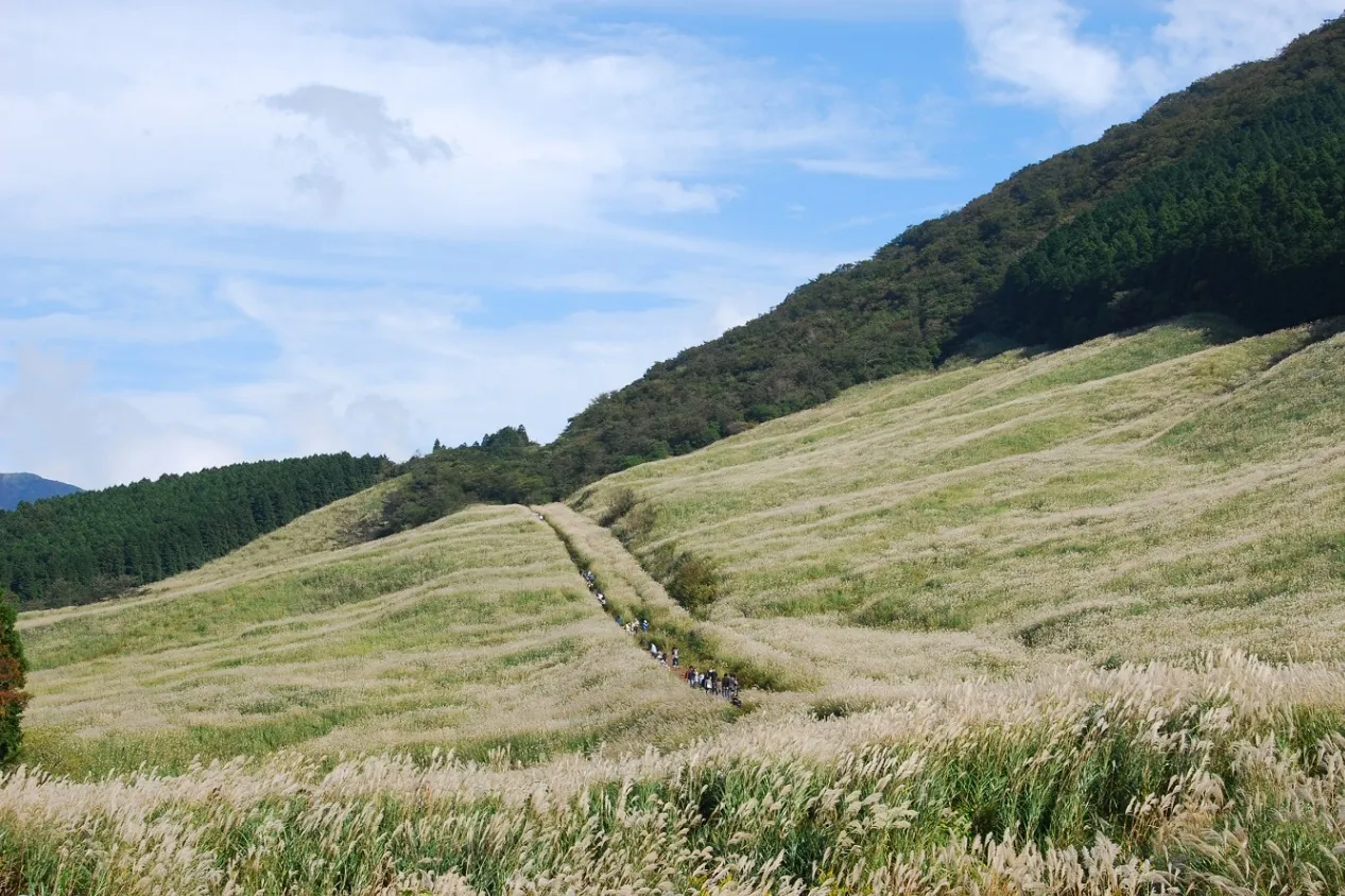 仙石原すすき草原_1