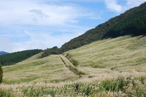 仙石原すすき草原