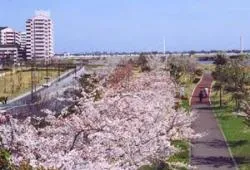 小松川千本桜