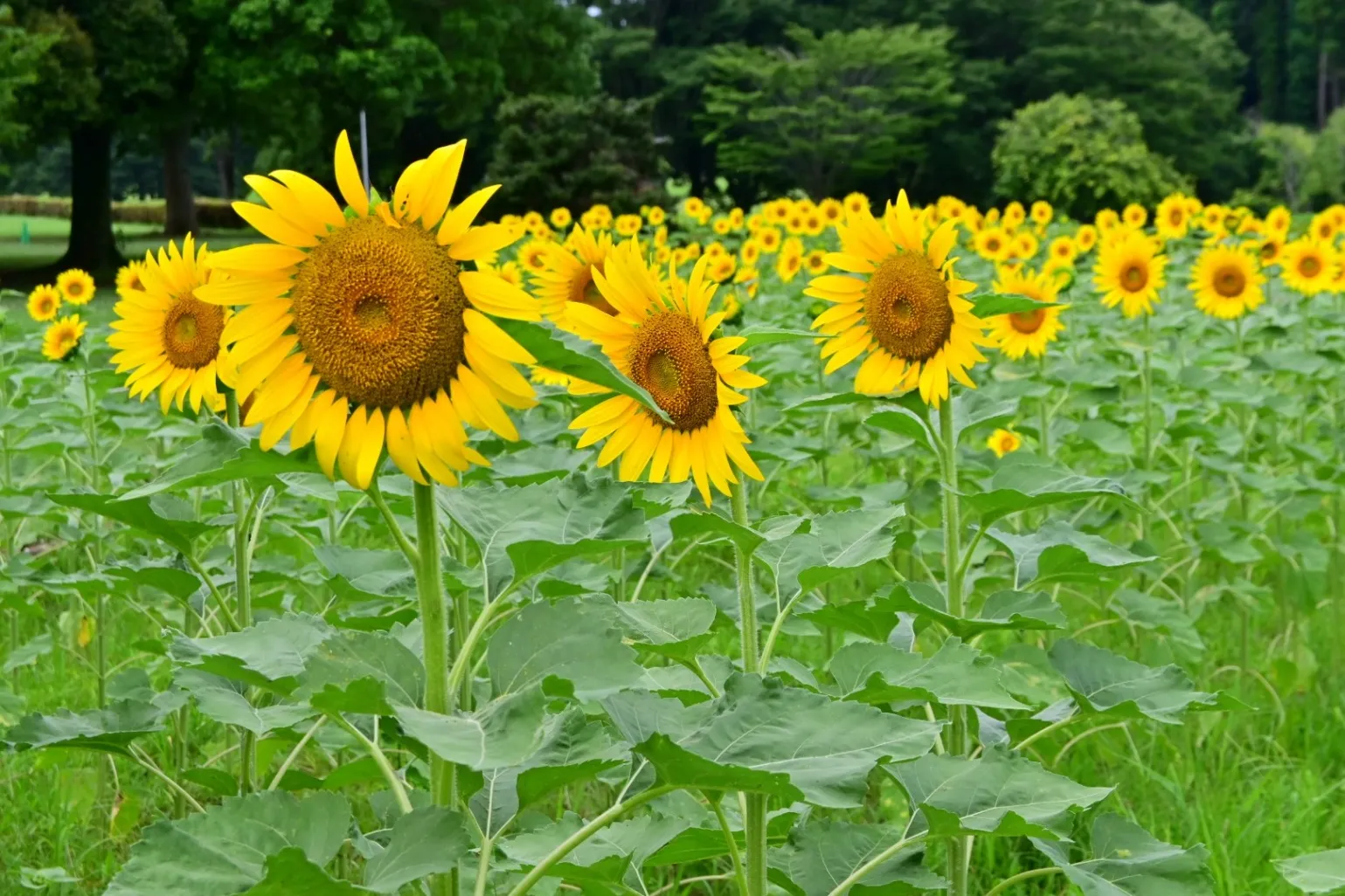 千葉市昭和の森_7