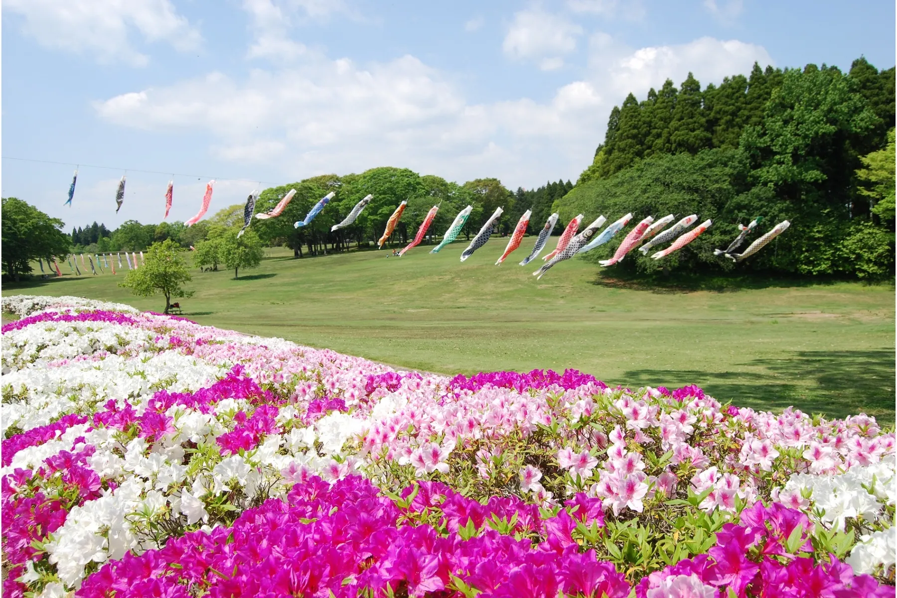 千葉市昭和の森_8