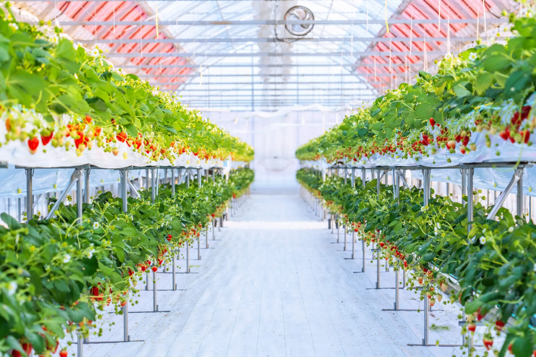 ABC FARM_1