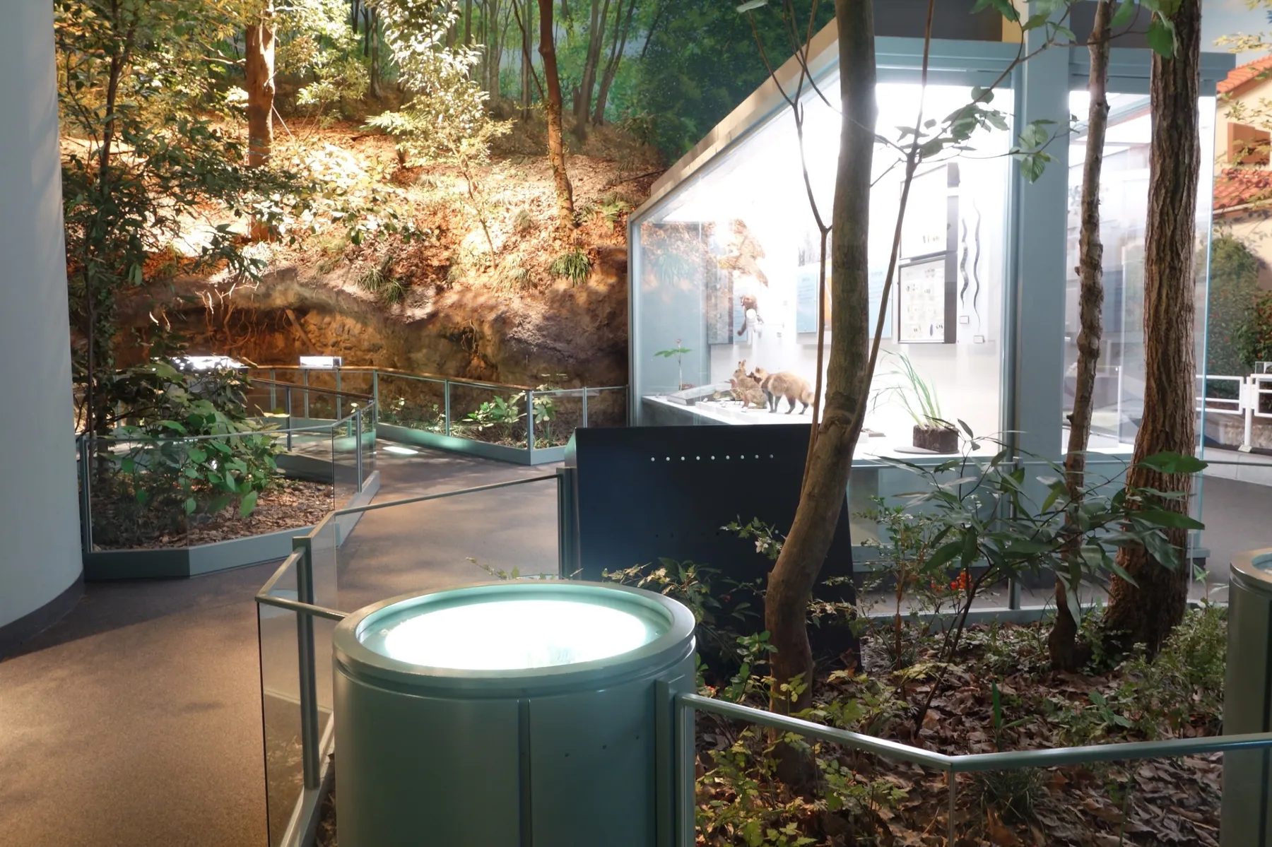 ▲相模原市立博物館「自然・歴史展示室」（人と自然のかかわり：豊かな段丘崖の自然）