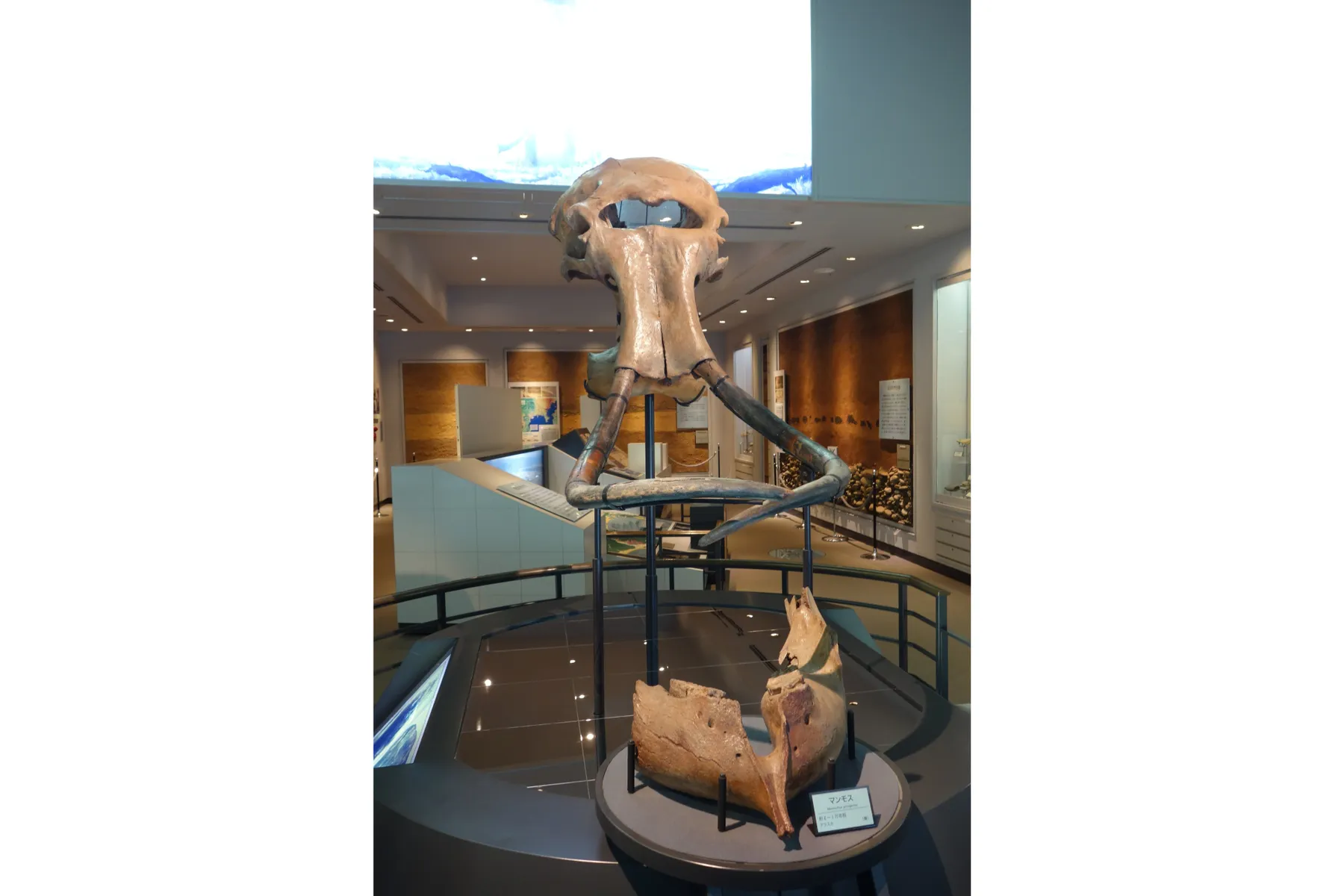 ▲相模原市立博物館「自然・歴史展示室」（台地の生い立ち：マンモス）