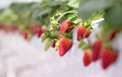 YOKOHAMA STRAWBERRY PARK