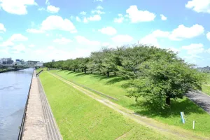 荒川赤羽桜堤緑地